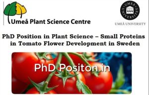 Read more about the article Event: PhD Position in Plant Science, Small Proteins in Tomato Flower Development  – Sweden