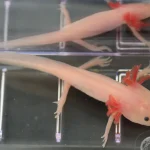 Scientists Discover the ‘Holy Grail’ Gene That Could Help Humans Regrow Limbs