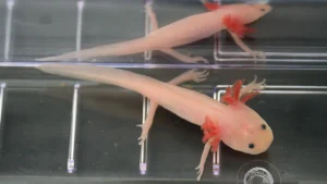 Read more about the article Scientists Discover the ‘Holy Grail’ Gene That Could Help Humans Regrow Limbs